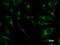 Paired Box 8 antibody, LS-C342350, Lifespan Biosciences, Immunofluorescence image 