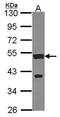 Cleavage Stimulation Factor Subunit 1 antibody, PA5-30000, Invitrogen Antibodies, Western Blot image 