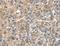 Charged Multivesicular Body Protein 4B antibody, LS-C404817, Lifespan Biosciences, Immunohistochemistry frozen image 