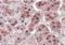 Karyopherin Subunit Alpha 6 antibody, orb19871, Biorbyt, Immunohistochemistry paraffin image 