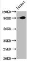 HSP90AA1 antibody, CSB-RA011087A2HU, Cusabio, Western Blot image 