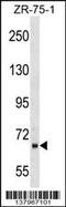 Peptidylprolyl Isomerase Domain And WD Repeat Containing 1 antibody, 59-425, ProSci, Western Blot image 