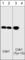 Cyclin Dependent Kinase 1 antibody, CM2311, ECM Biosciences, Western Blot image 