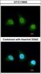 Peptidyl Arginine Deiminase 4 antibody, GTX113945, GeneTex, Immunocytochemistry image 