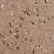 Glia Maturation Factor Beta antibody, NBP1-89755, Novus Biologicals, Immunohistochemistry frozen image 