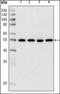 Histone Deacetylase 3 antibody, orb89252, Biorbyt, Western Blot image 