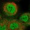 Integrin Subunit Alpha 5 antibody, NBP1-88507, Novus Biologicals, Immunocytochemistry image 