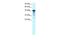 POU Class 2 Homeobox 3 antibody, PA5-40556, Invitrogen Antibodies, Western Blot image 