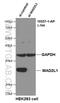 Mitotic Arrest Deficient 2 Like 1 antibody, 10337-1-AP, Proteintech Group, Western Blot image 