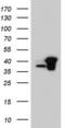 RNA Transcription, Translation And Transport Factor antibody, LS-C790131, Lifespan Biosciences, Western Blot image 