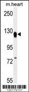 Mediator Complex Subunit 14 antibody, 56-277, ProSci, Western Blot image 