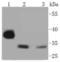 Cyclin Dependent Kinase 2 antibody, A00166Y15, Boster Biological Technology, Western Blot image 