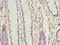 Transmembrane Protein 177 antibody, A63600-100, Epigentek, Immunohistochemistry paraffin image 