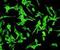 Cytochrome B5 Reductase 3 antibody, orb73813, Biorbyt, Immunofluorescence image 