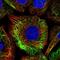 Tripartite Motif Containing 32 antibody, NBP2-13484, Novus Biologicals, Immunofluorescence image 