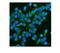 CD59 Molecule (CD59 Blood Group) antibody, M00914-2, Boster Biological Technology, Immunofluorescence image 