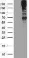 Microtubule Associated Serine/Threonine Kinase 2 antibody, TA808790, Origene, Western Blot image 