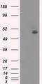 Nuclear Receptor Binding Protein 1 antibody, LS-C784272, Lifespan Biosciences, Western Blot image 