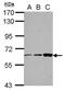 Zinc Finger And BTB Domain Containing 7B antibody, PA5-29461, Invitrogen Antibodies, Western Blot image 