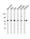 Post-GPI Attachment To Proteins 1 antibody, PA5-72340, Invitrogen Antibodies, Western Blot image 