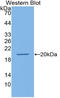 Endothelial Cell Specific Molecule 1 antibody, LS-C293746, Lifespan Biosciences, Western Blot image 