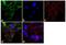RAN Binding Protein 1 antibody, PA1-080, Invitrogen Antibodies, Immunofluorescence image 