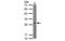 RAN Binding Protein 1 antibody, MBS835311, MyBioSource, Western Blot image 