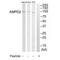 Adenosine Monophosphate Deaminase 2 antibody, A05817, Boster Biological Technology, Western Blot image 