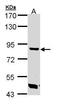 Trehalase antibody, GTX109979, GeneTex, Western Blot image 