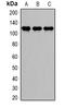 DExD/H-Box Helicase 58 antibody, orb378028, Biorbyt, Western Blot image 