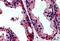TAO Kinase 3 antibody, GTX89693, GeneTex, Immunohistochemistry paraffin image 