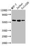 Iroquois Homeobox 4 antibody, orb401500, Biorbyt, Western Blot image 