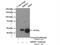 RNA Binding Motif Protein 17 antibody, 15374-1-AP, Proteintech Group, Immunoprecipitation image 