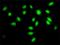 Splicing factor 3A subunit 2 antibody, H00008175-M01, Novus Biologicals, Immunocytochemistry image 