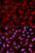 CD47 Molecule antibody, A1838, ABclonal Technology, Immunofluorescence image 