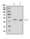 SRY-Box 17 antibody, A01665-2, Boster Biological Technology, Western Blot image 