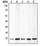 p15-INK4b antibody, LS-C351981, Lifespan Biosciences, Western Blot image 