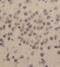 Kruppel Like Factor 13 antibody, FNab04599, FineTest, Immunohistochemistry frozen image 