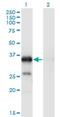 WW Domain Binding Protein 2 antibody, H00023558-M02, Novus Biologicals, Western Blot image 