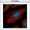 TGF-Beta Activated Kinase 1 (MAP3K7) Binding Protein 1 antibody, GTX103200, GeneTex, Immunofluorescence image 