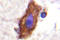 Colony Stimulating Factor 1 Receptor antibody, LS-C176501, Lifespan Biosciences, Immunohistochemistry paraffin image 