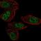 Early Growth Response 2 antibody, PA5-65091, Invitrogen Antibodies, Immunofluorescence image 