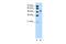 POU Class 3 Homeobox 2 antibody, 27-318, ProSci, Western Blot image 