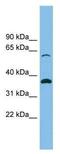 Solute Carrier Family 25 Member 4 antibody, ab102032, Abcam, Western Blot image 