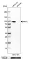 HBS1 Like Translational GTPase antibody, NBP1-85123, Novus Biologicals, Western Blot image 