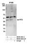 Paired Like Homeodomain 1 antibody, NB100-1546, Novus Biologicals, Western Blot image 