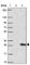 SH2 Domain Containing 6 antibody, HPA053873, Atlas Antibodies, Western Blot image 