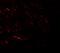 Vacuolar protein sorting-associated protein 13B antibody, A04566, Boster Biological Technology, Immunofluorescence image 