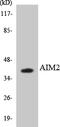 Interferon-inducible protein AIM2 antibody, LS-C200110, Lifespan Biosciences, Western Blot image 