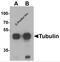 Tubulin alpha-3C/D chain antibody, 7175, ProSci Inc, Western Blot image 